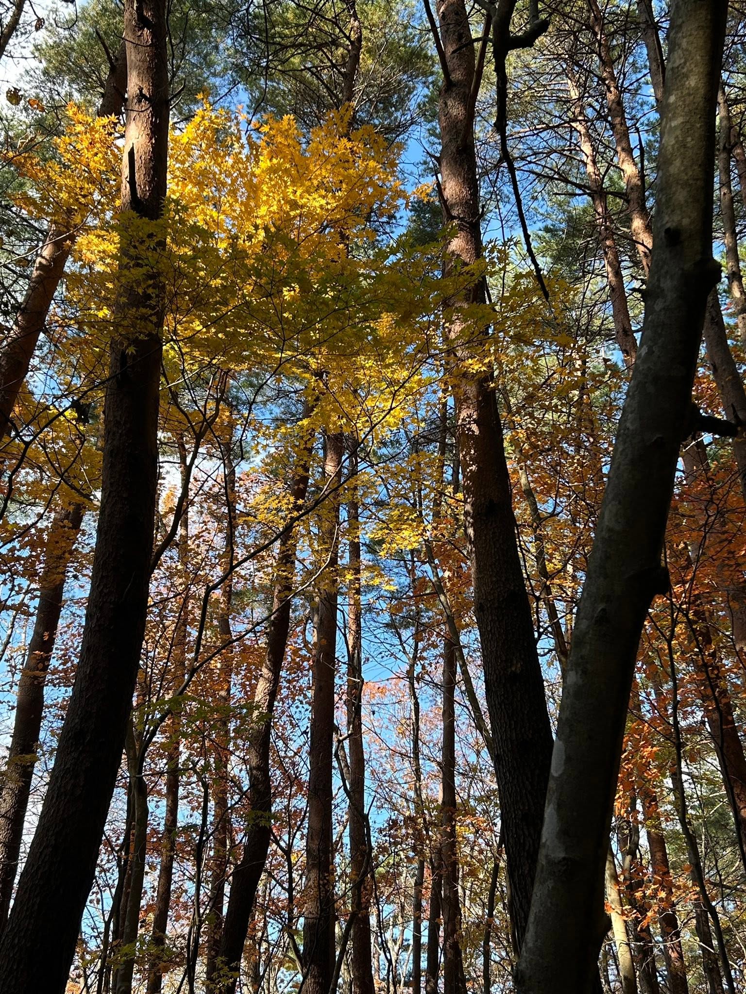 紅葉の山